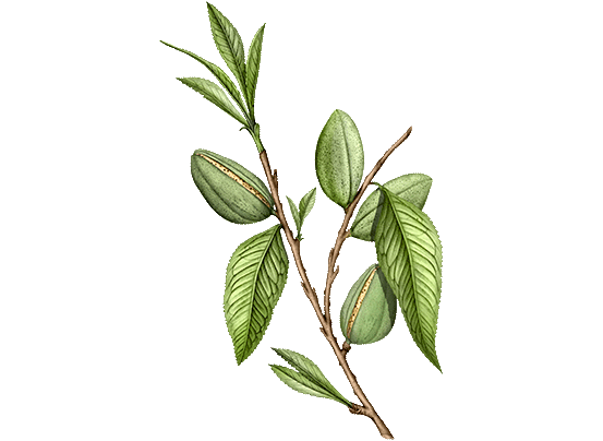 Almond