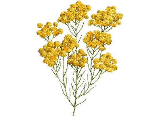 IMMORTELLE